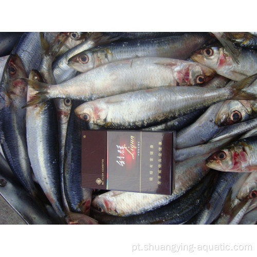 Peixe de sardinha congelada sardella longiceps inteira